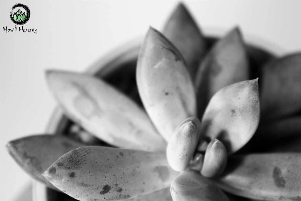 A succulent cactus plant in black and white.