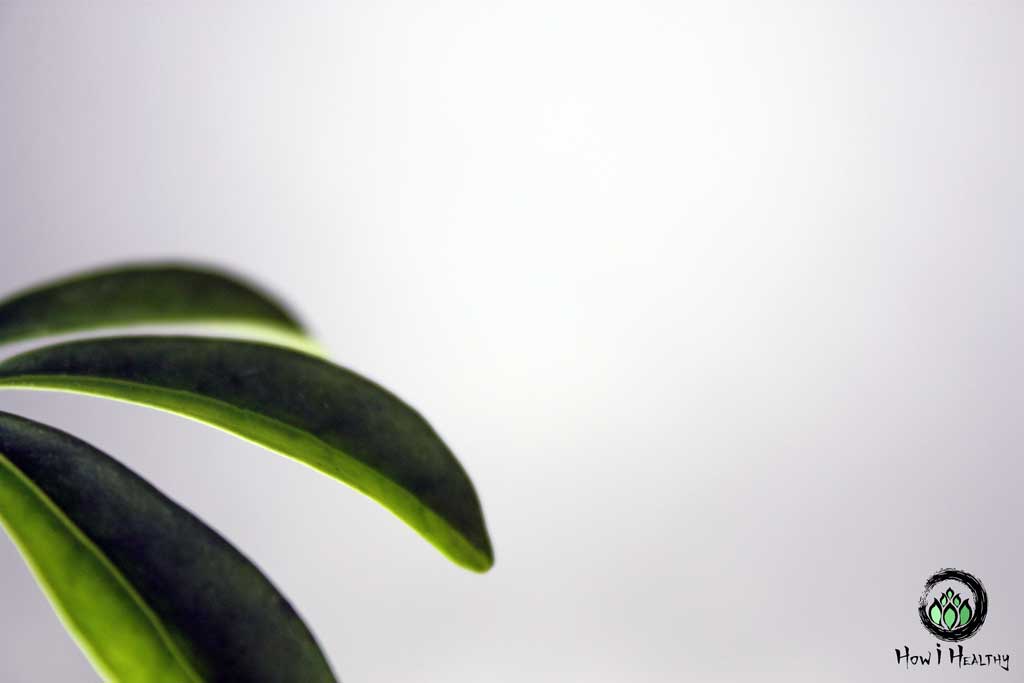 Long green plant leaves extending over a white background.